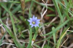 Gentiana pedicellata